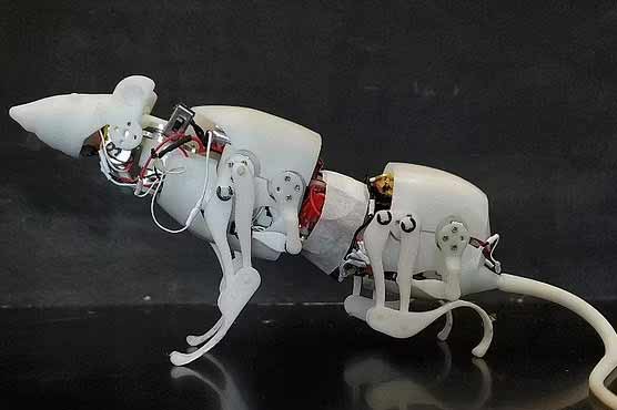 سائنسدانوں نے کتے کے بعد اب روبوٹک چوہا بھی بنا لیا