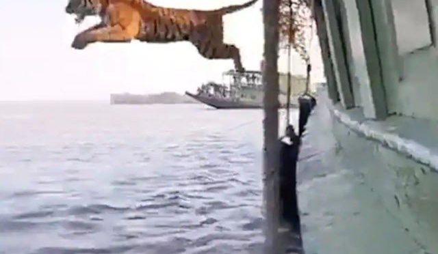 چیتے نے کشتی سے دریا میں چھلانگ لگا دی،ویڈیو وائرل