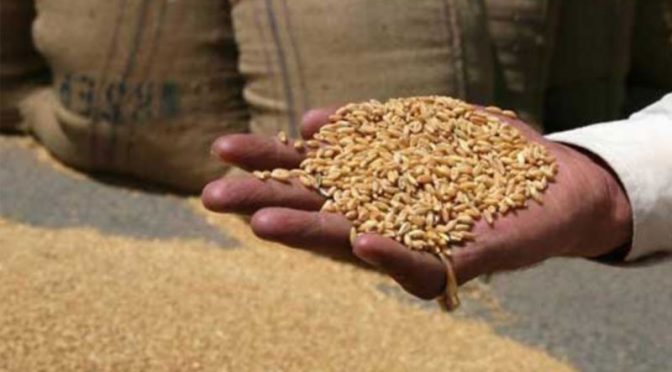 بھارت نے گندم کی برآمد پر پابندی عائد کر دی