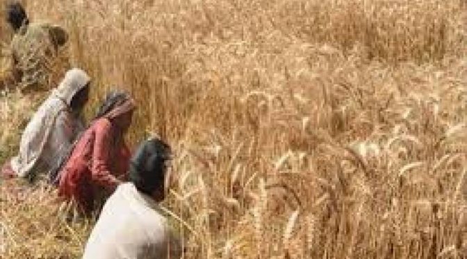 سگے بھائی نے اپنے ہی بھائی کے گندم کے کھیت میں آگ لگا دی