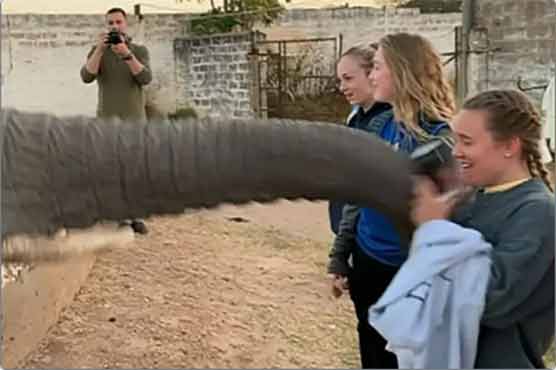 ہاتھی نے تصویر کھینچنے والی لڑکی پر سونڈ سے حملہ کر دیا