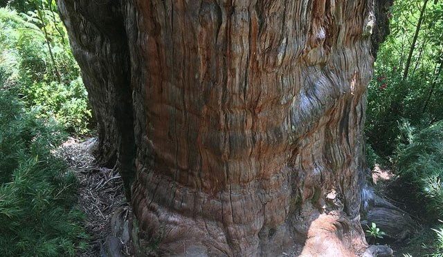 ’پڑ دادا‘ کے نام سے جانا جانے والا 5000 سال پُرانا درخت