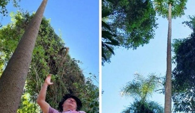 47 فُٹ بلند ترین پپیتے کا درخت، برازیلین کسان نے عالمی ریکارڈ قائم کردیا