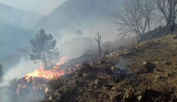 خیبرپختونخوا: جنگلات کی آتشزدگی میں 20 فیصد لوگ ملوث تھے، رپورٹ جاری