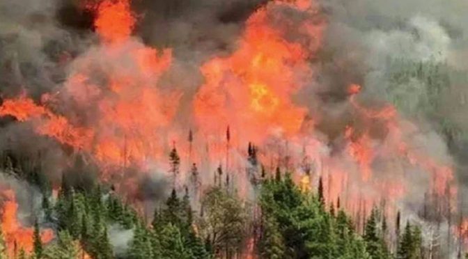 خیبر پختونخوا میں جنگلات کو جان بوجھ کر آگ لگائے جانے کا انکشاف