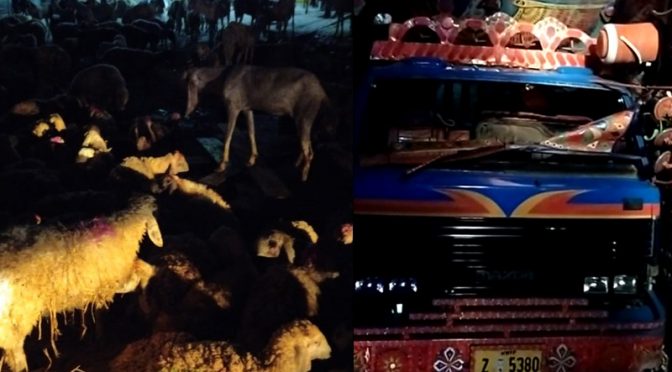 قربانی کے جانوروں سے بھرا ٹرک الٹنے سے 17 بکرے ہلاک