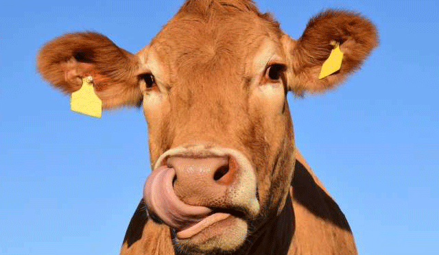 نیوزی لینڈ میں گائے اور بھیڑ کی ڈکاروں پر ٹیکس لگانے پرغور
