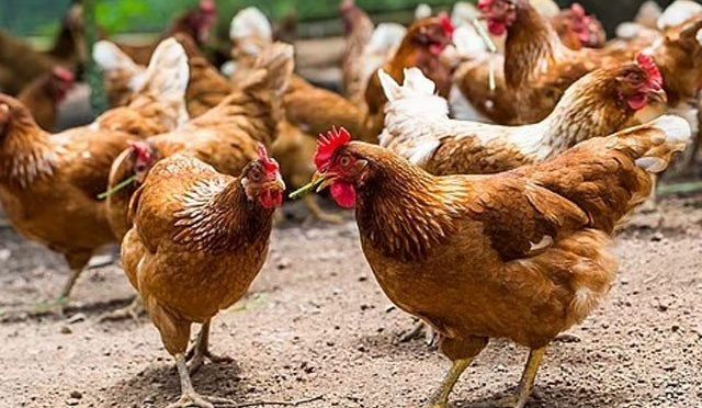قدیم دور میں مرغیوں کو کھانے کے بجائے انسانوں کے ساتھ دفنانے کا رواج