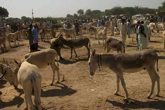 ملک میں ایک سال کے دوران گدھوں کی تعداد میں ایک لاکھ کا اضافہ