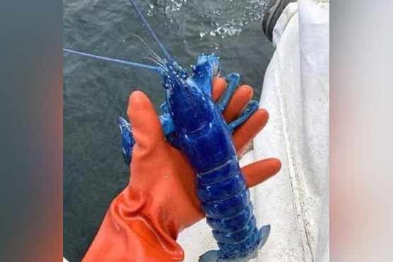 ماہی گیر نے انتہائی نایاب نیلا لابسٹر پکڑ لیا