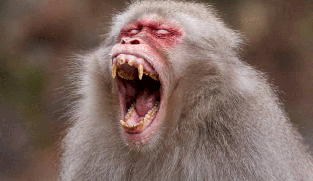 جاپان میں عوام کو بندروں کے حملے سے بچانے کے لیے پولیس طلب