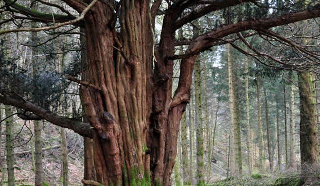 برطانیہ کے 21 لاکھ قدیم درختوں کو ’قومی ورثہ‘ قرار دینے کی مہم جاری