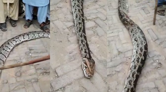 میرپور: بکری بچانے کےلئے شہریوں نے 15 فٹ لمبا اژدھا مار دیا