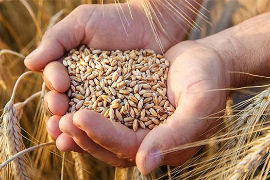 پنجاب میں گندم کی امدادی قیمت 3 ہزار روپے فی من مقرر