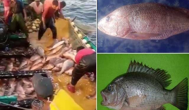 کراچی کے ماہی گیروں پر قسمت مہربان، قیمتی مچھلی جال میں پھنس گئی