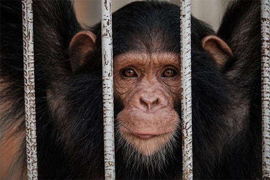 جانور بھی غیر محفوظ ، 3 چمپینزی اغواء، لاکھوں روپے تاوان طلب