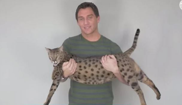 امریکی بلی نے دنیا کی سب سے لمبی بلی ہونے کا گنیز ورلڈ ریکارڈ اپنے نام کرلیا