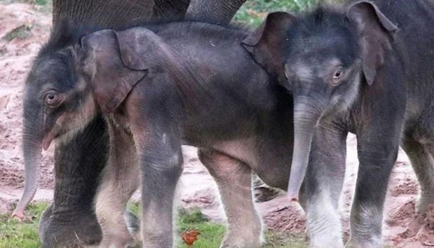امریکا میں پہلی بار جڑواں ہاتھیوں کی پیدائش