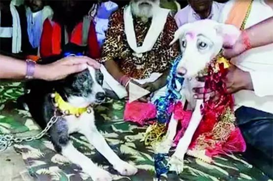 کتے کی دھوم دھام سے شادی، تمام رسومات ادا کی گئیں