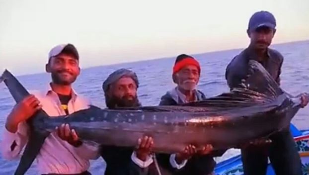 کراچی، ماہی گیروں کے جال میں نایاب گھوڑا نامی مچھلی پھنس گئی