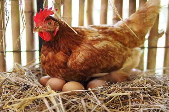 ایک دن میں 31 انڈے دینے والی مرغی توجہ کا مرکز بن گئی