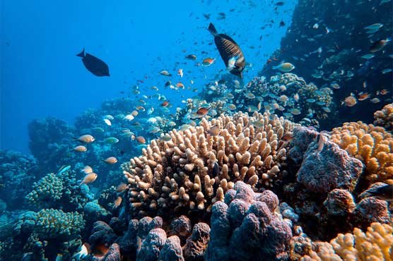 موسمیاتی تبدیلیاں ، مرجان کے لاروا کومنجمد اورمحفوظ کرنے کا کامیاب تجربہ