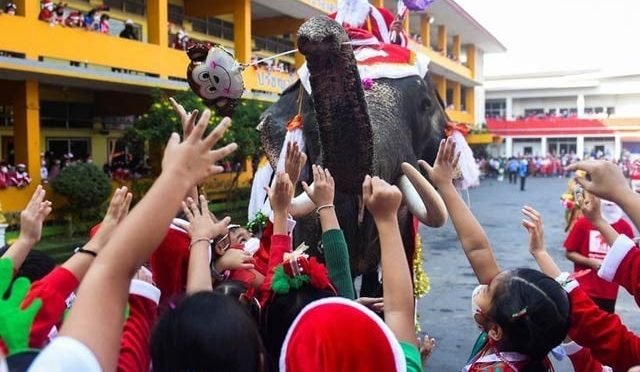 تھائی لینڈ کے ہاتھی، سانتا کلاز کے ساتھی بن گئے