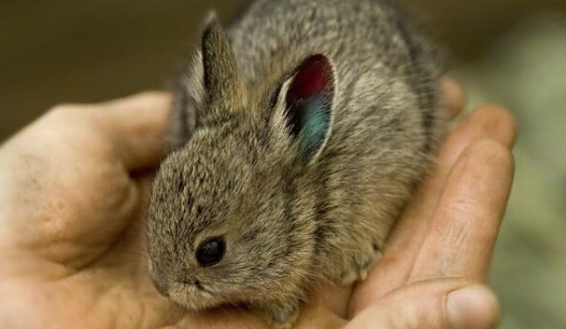 دنیا کا سب سے چھوٹا خرگوش جو ہتھیلی میں سما سکتا ہے