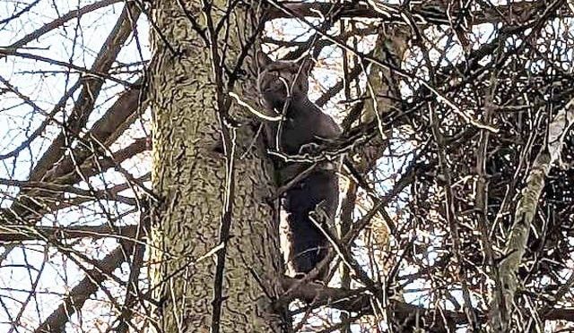 درخت پر دو روز سے پھنسی بلی کو بچا لیا گیا