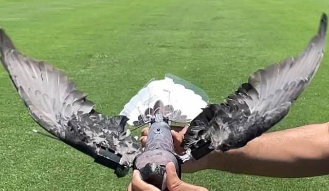 مردہ پرندوں سے پنچھی ڈرون بنانے میں کامیابی