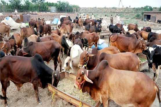 چھٹی کے روز مویشی منڈیوں میں گہما گہمی، عوام کا جانور مہنگے ہونے کا شکوہ
