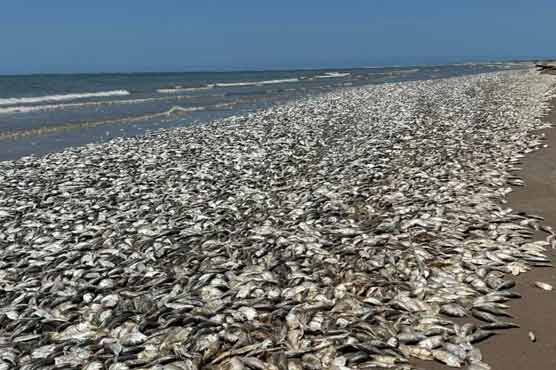 ٹیکساس: سمندری پانی میں آکسیجن کی کمی کے باعث لاکھوں مچھلیاں ہلاک
