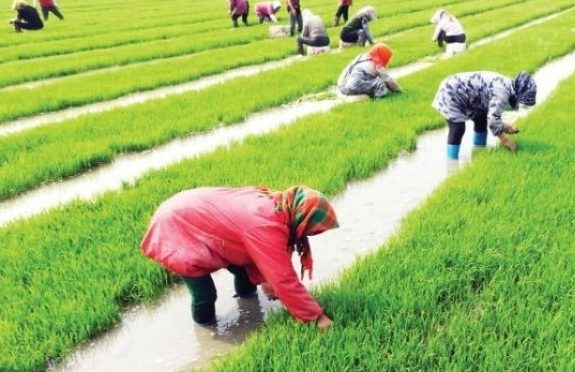 چینی کاؤنٹی کا پاکستان کے ساتھ زرعی تعاون کا فیصلہ