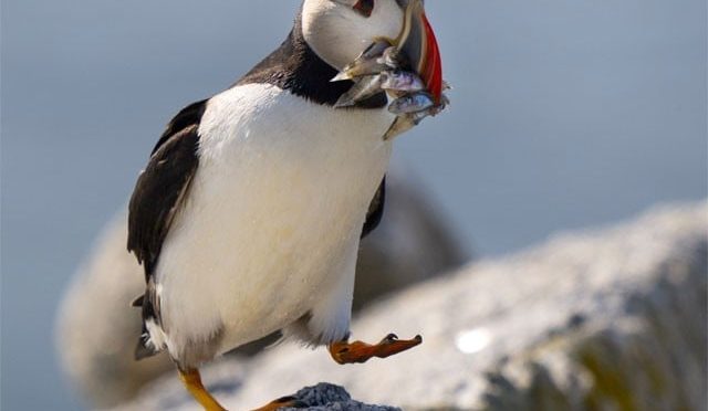 سمندری پرندوں کی متعدد اقسام معدومیت کے خطرے سے دوچار