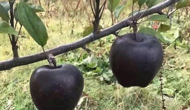 سیاہ رنگ کا نایاب اور میٹھا ترین سیب