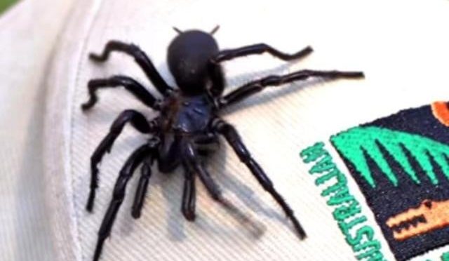 دنیا کی سب سے بڑی فنل ویب اور زہریلی ترین مکڑی عطیہ کردی گئی