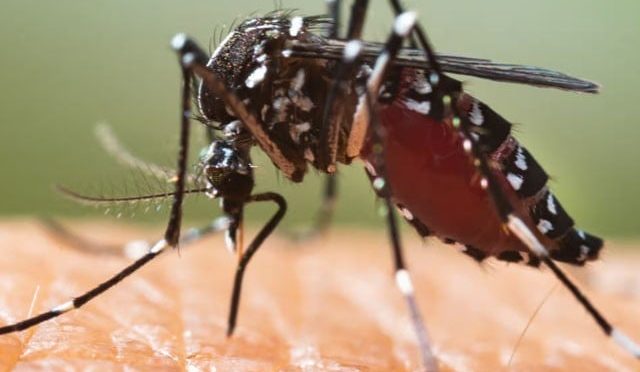 دنیا کی نصف آبادی کو مچھروں سے پھیلنے والی وباء کا خطرہ