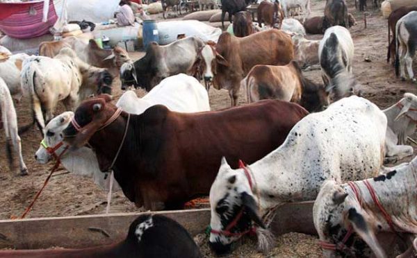 کراچی مویشی منڈی: نادرن بائی پاس پر جانوروں کی بھرمار