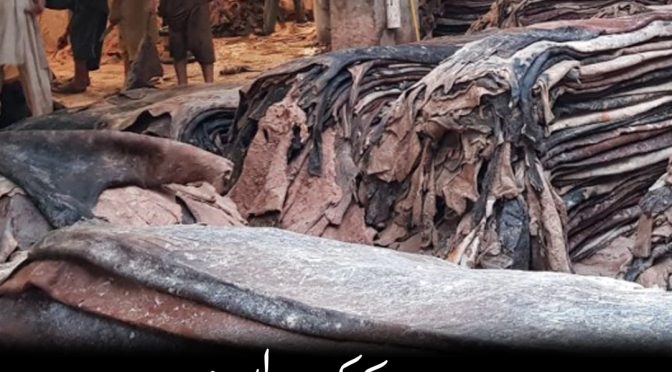 70 لاکھ کھالیں! عید قربانی کا ریکارڈ کلیکشن متوقع
