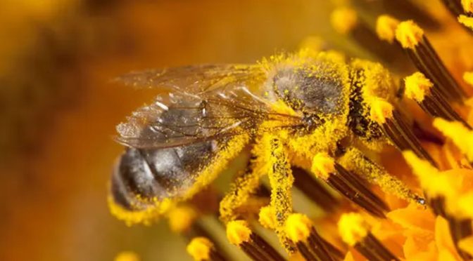 شہد کی مکھیوں کے دماغ کو کنٹرول کرنیوالی دنیا کی سب سے ہلکی ڈیوائس تیار