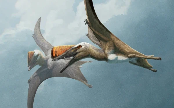 ایریزونا میں 20 کروڑ سال پرانے اُڑنے والے دیوکی باقیات دریافت