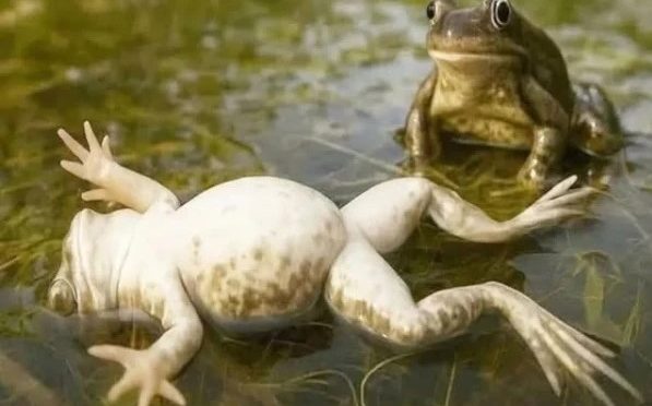 ناپسندیدہ نروں سے بچنے کیلئے مادائیں مینڈکوں کی عجیب و غریب حرکت