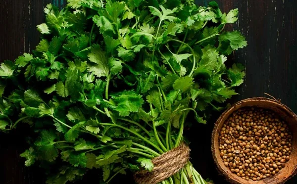 سوزش، گھبراہٹ اور شوگر کے مریضوں کیلئے دھنیا مفید قرار