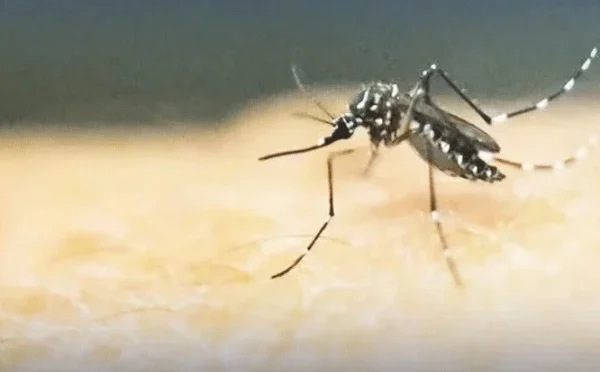 چارسدہ میں ڈینگی سے ایک شخص جاں بحق