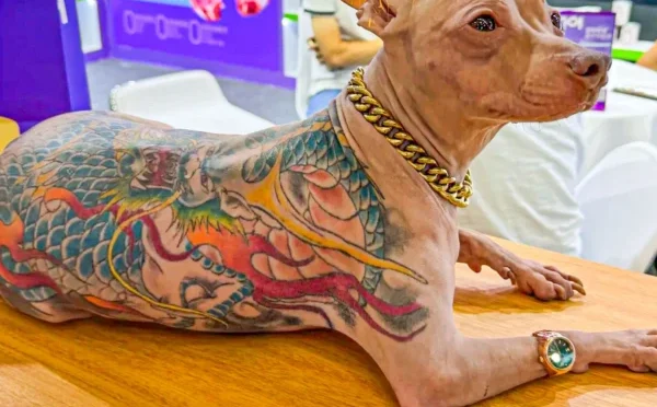 پالتو کتے پر ٹیٹو بنوانے والا چینی شہری تنقید کی زد میں