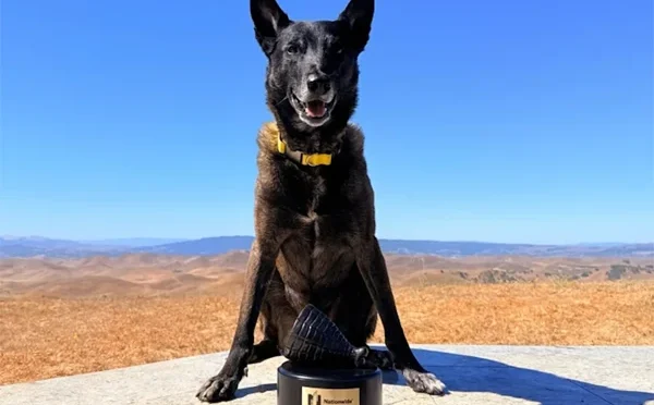 کتا مالک کو بچا کر بہادری کا ایوارڈ جیت گیا