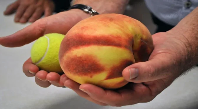 نیا گنیز ریکارڈ:امریکا میں دنیا کا سب سے وزنی آڑو