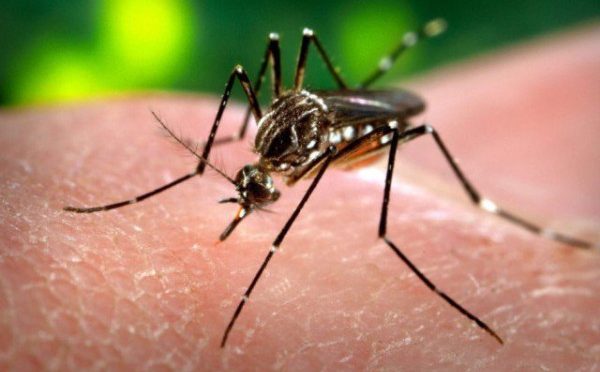 راولپنڈی میں ڈینگی کے وار جاری، 17 نئے مریض سامنے آگئے