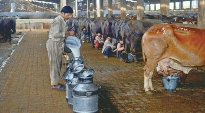 کراچی: ڈیری فارمرز کا دودھ 50 روپے مہنگا کرنے کا مطالبہ