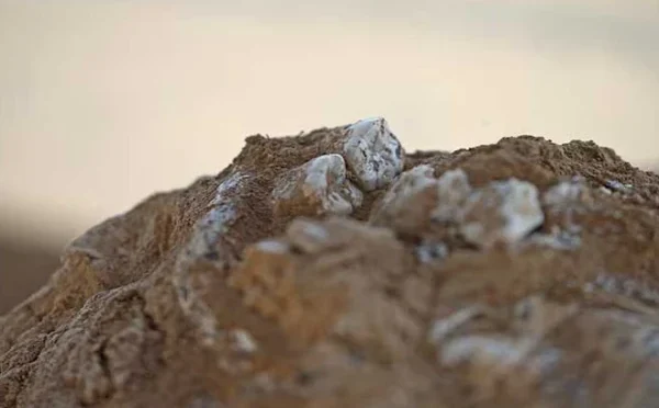 جیورجیا میں 18 لاکھ سال پرانا انسانی جبڑا دریافت